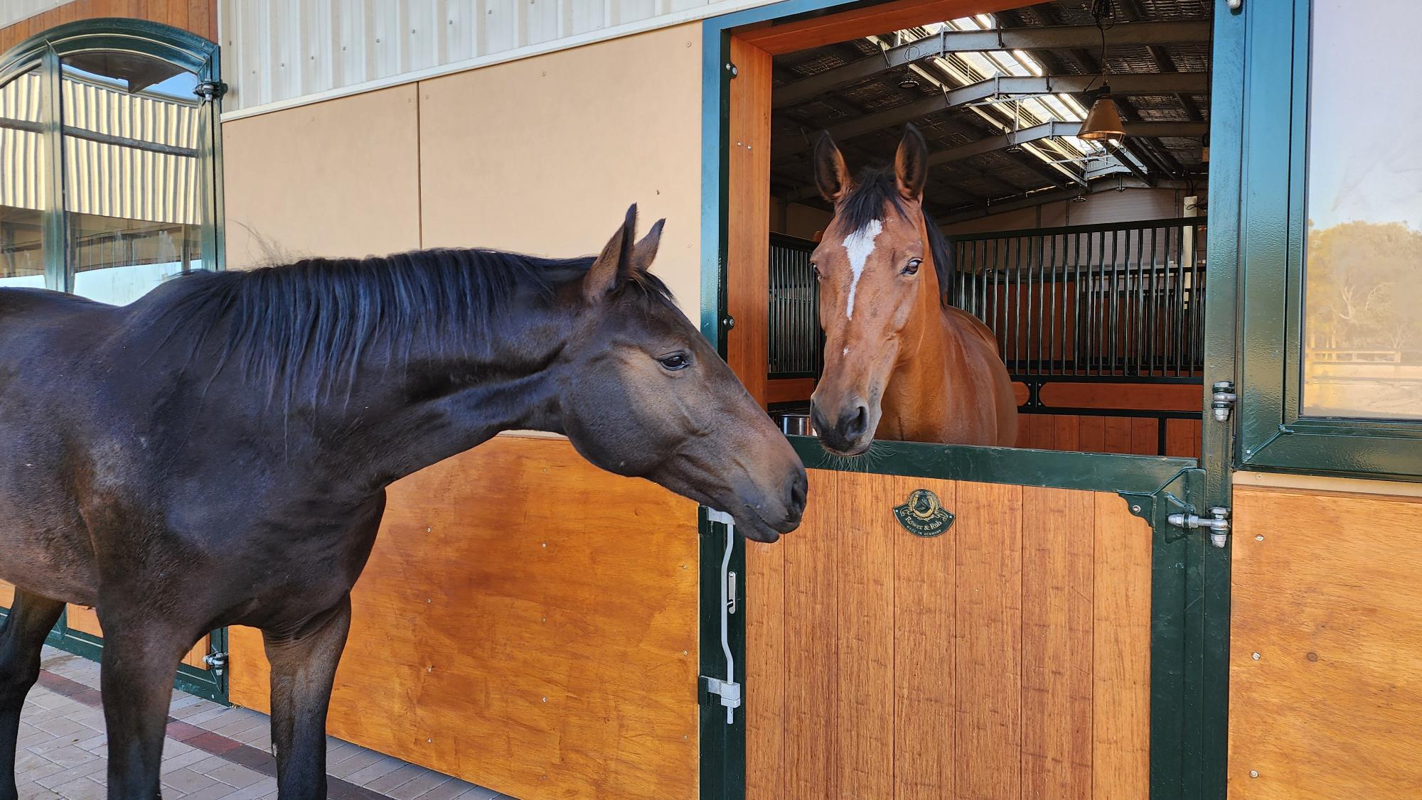 Un cheval regarde dans le box d'un autre cheval par la fenêtre ouverte