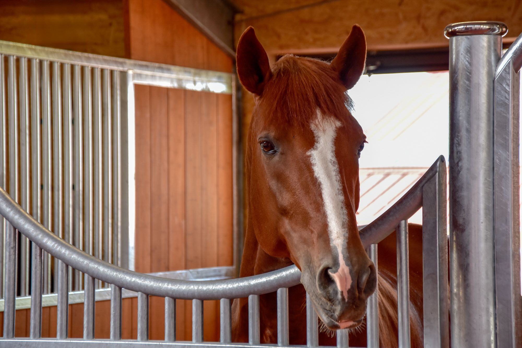 Cheval brun dans un box haut de gamme par Röwer & Rüb avec des éléments en acier galvanisé. La cloison robuste avec ouverture courbée permet au cheval d’interagir avec l’extérieur. Conseils d’entretien du zinc