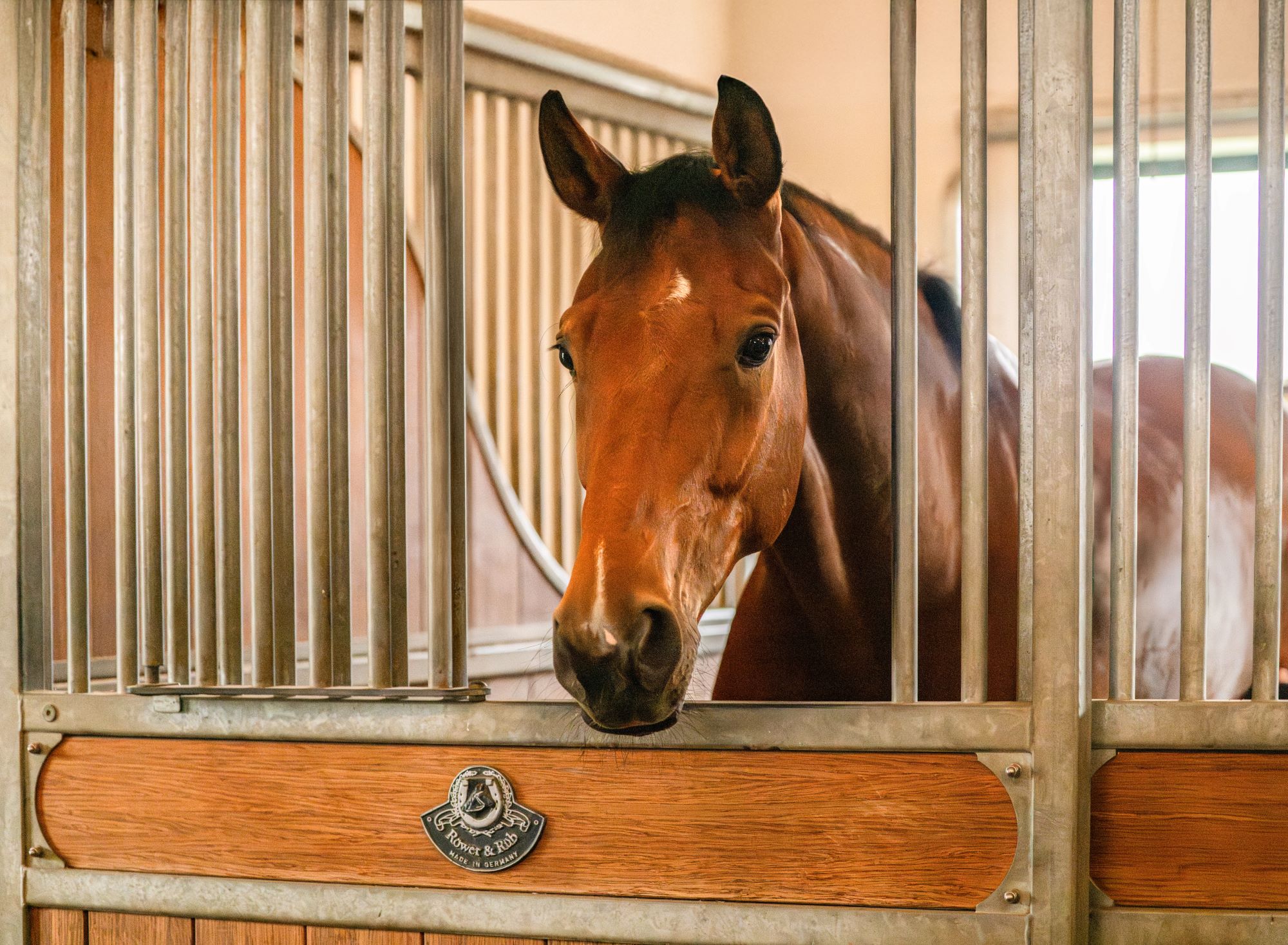 In Aubenhausen, a relaxed horse looks out from its stall