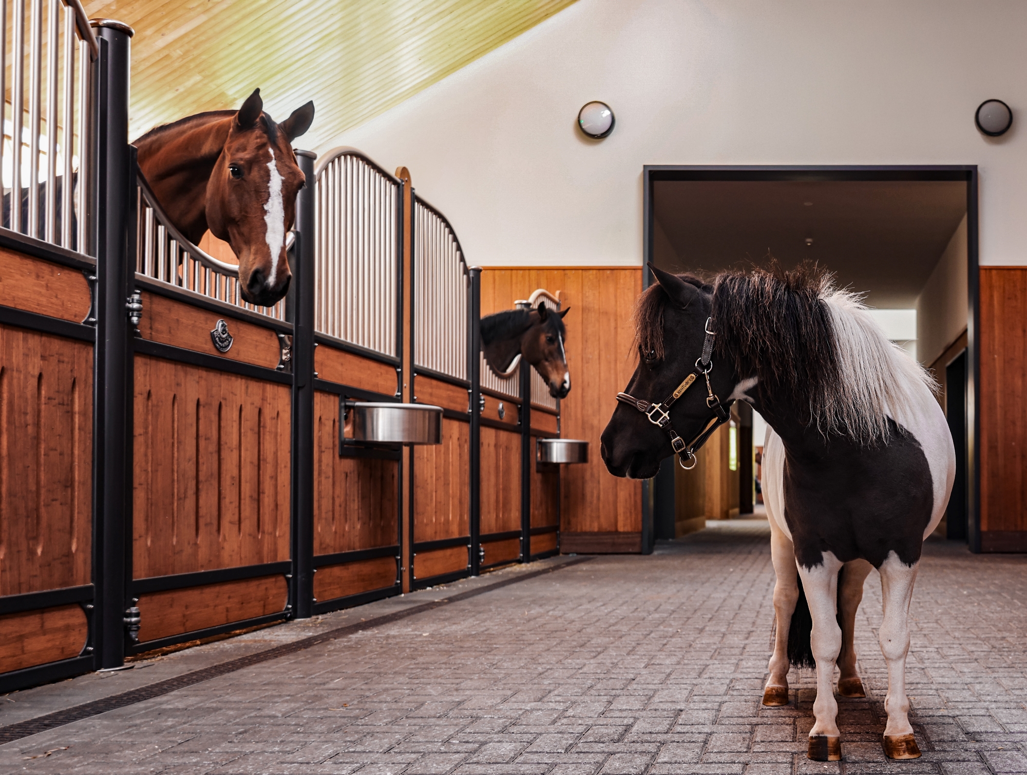 Pony steht auf Stallgasse mit Pferden in den Boxen