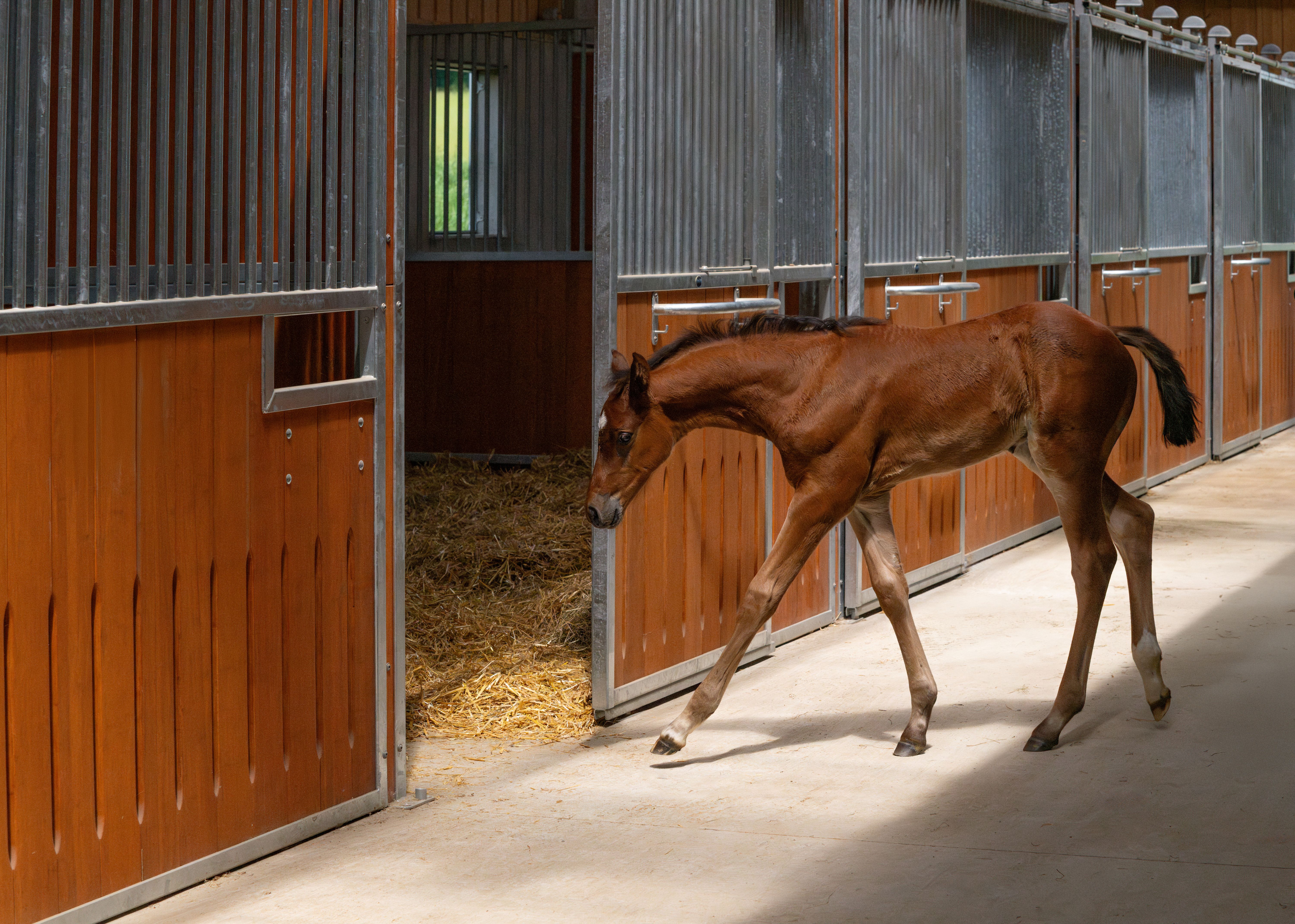 Poulain entrant dans le box pour chevaux au Haras Bachl