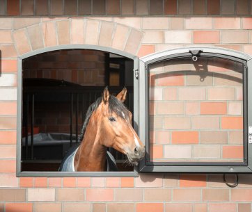 Röwer & Rüb Fenster, Pferd schaut heraus