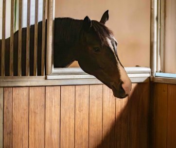 Horse looks through the social contact partition into the neighbouring stall