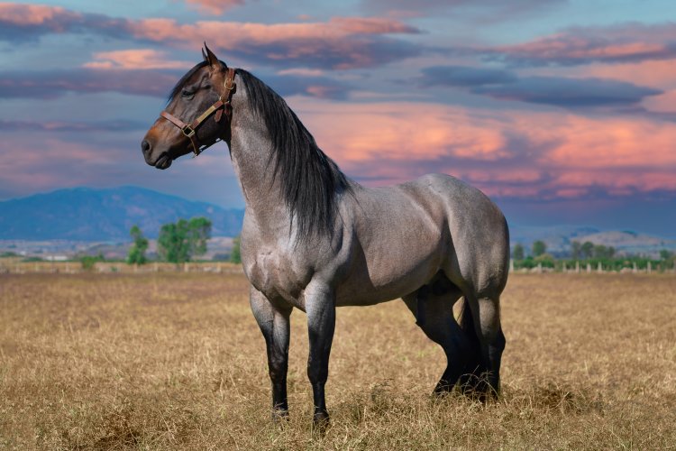 horse 3