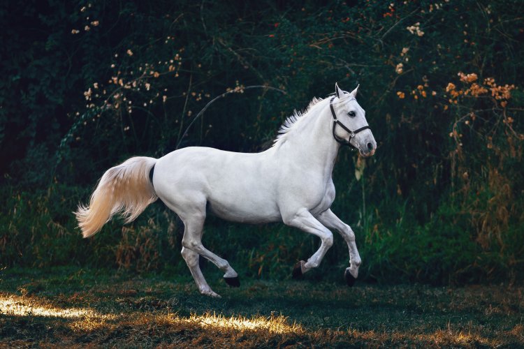 horse 1