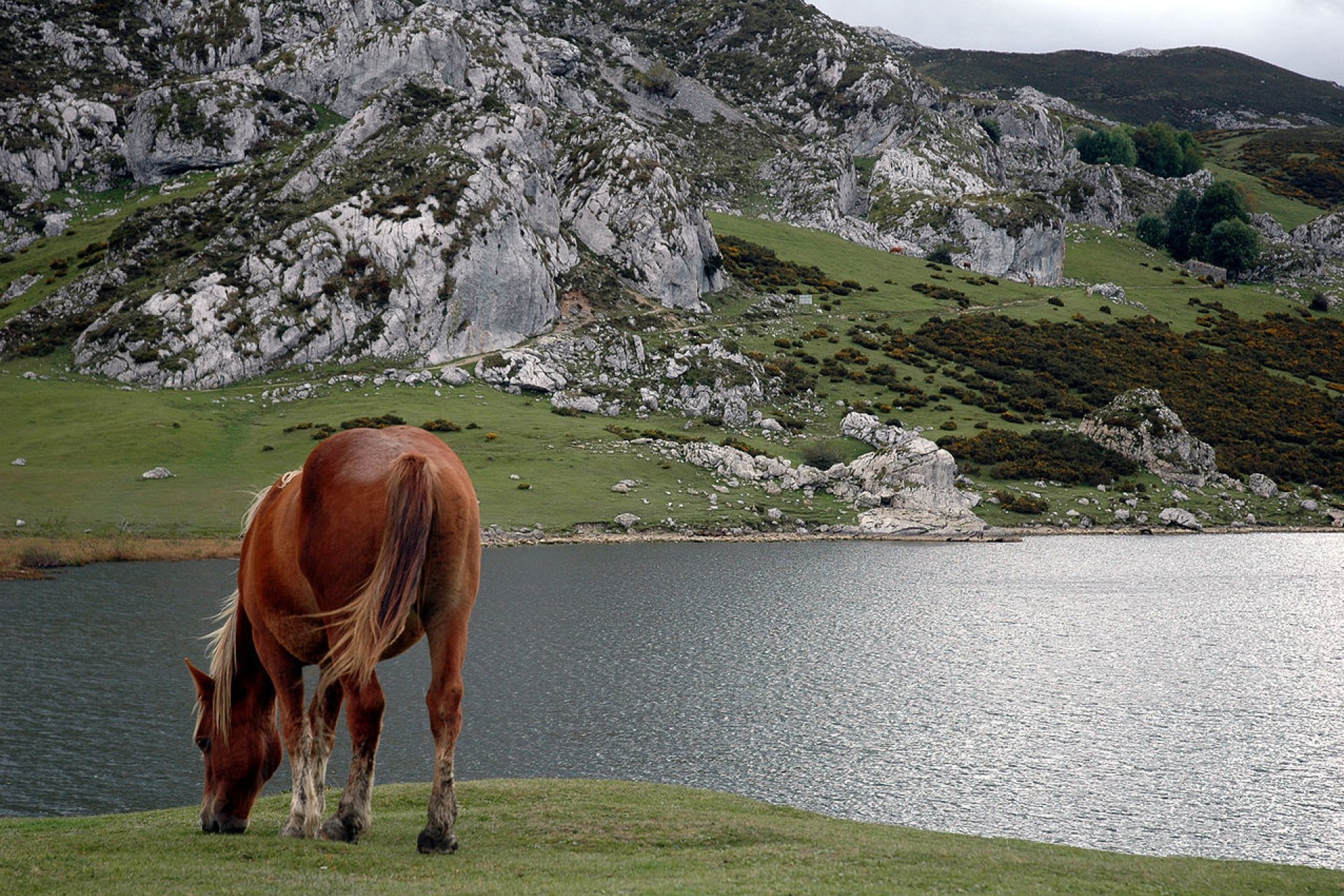 Feeding horse