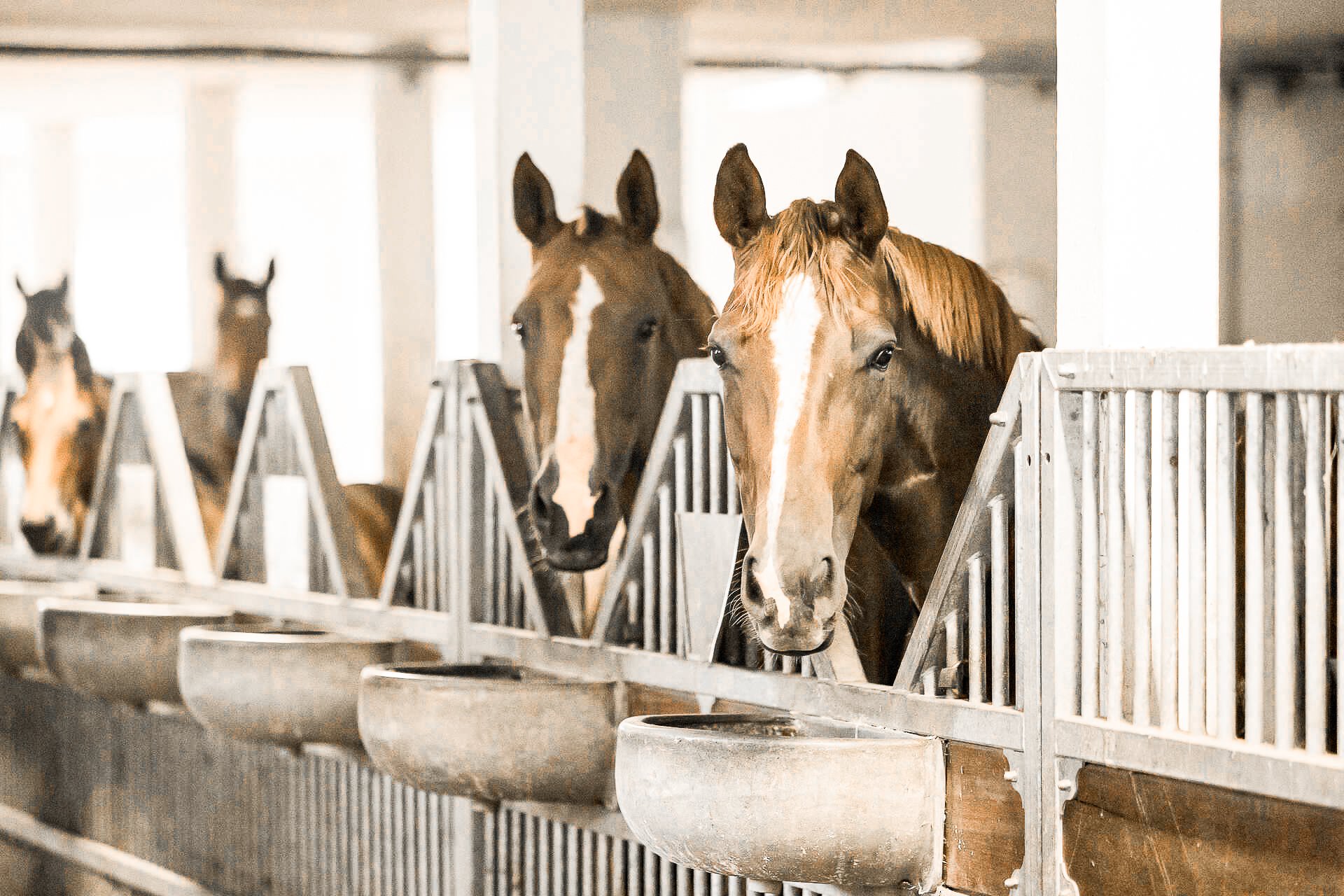 roewer-rueb-laufstall Pferde fressen Kraftfutter