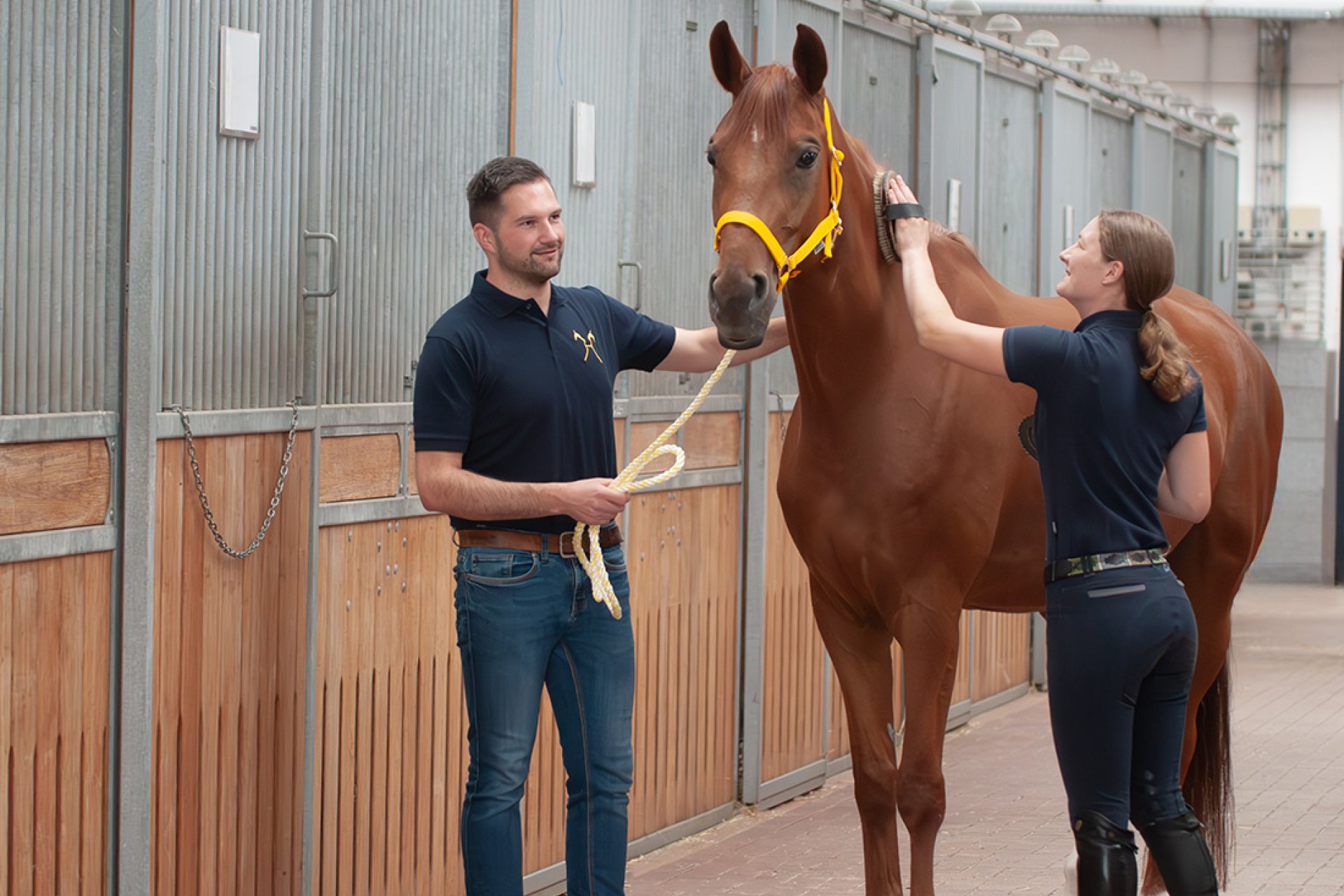 Pferd wird in der Stallgasse vorbereitet für die Auktion
