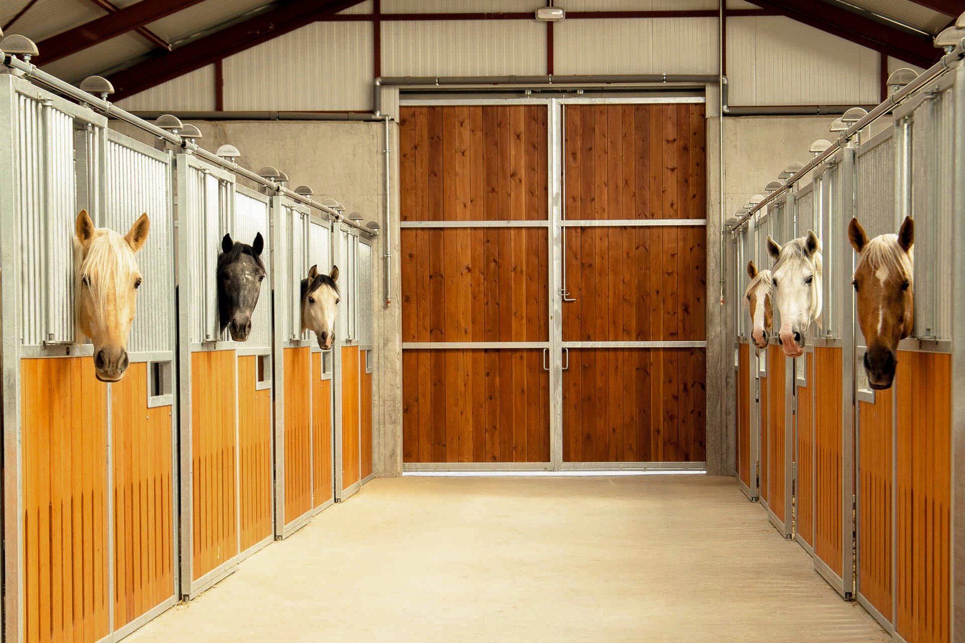 A droite et à gauche, des chevaux regardent l'allée de l'écurie depuis leur box