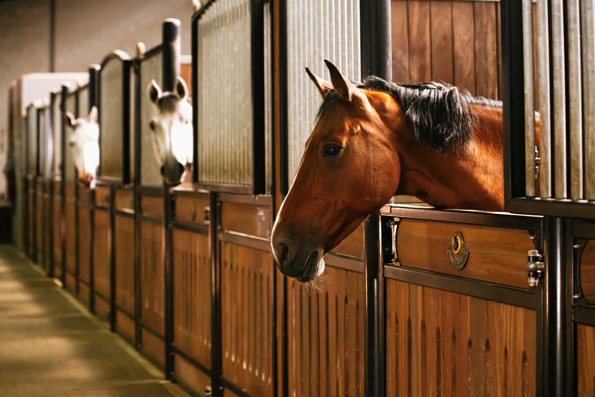 Les chevaux regardent hors de leurs boxes à l'écurie Ehrens