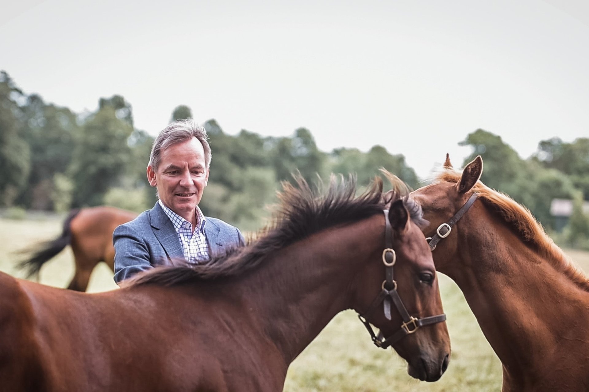 Poulain dans un grand pré avec éleveur de haras Faehrhof