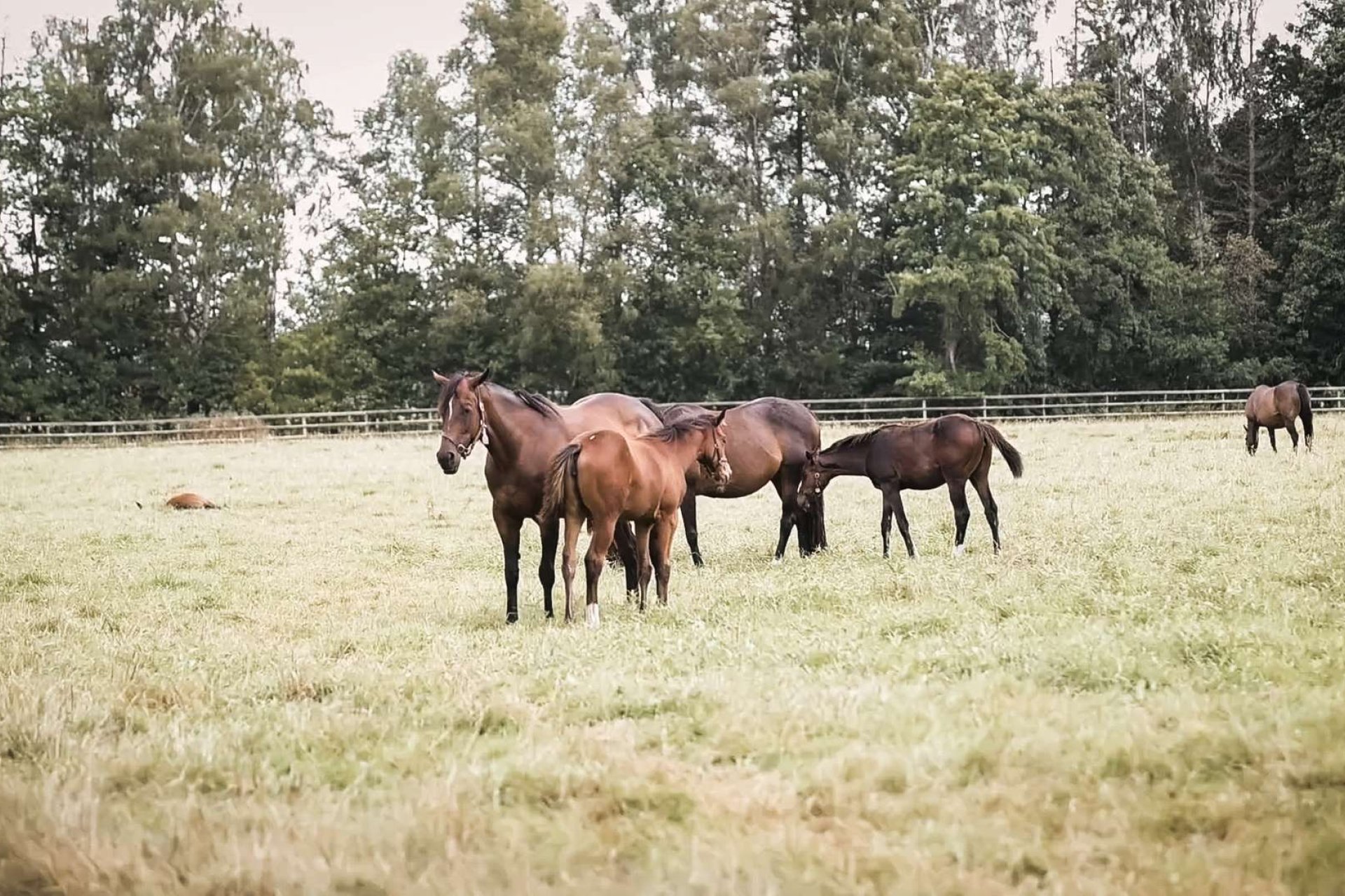 Juments avec poulains dans un grand pré du haras Faehrhof