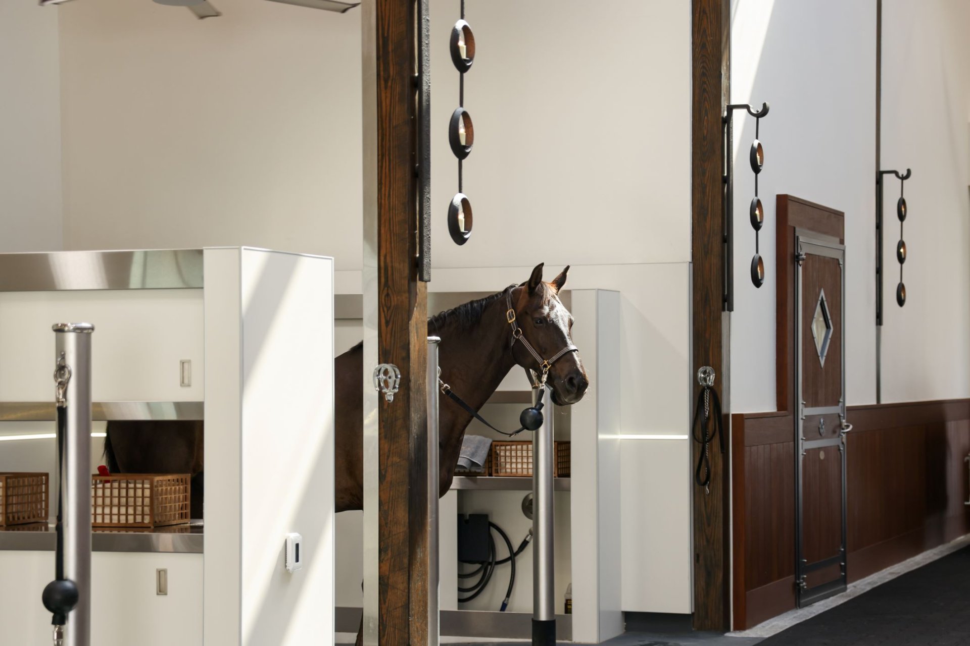 Cheval dans les aires de lavage modernes des écuries 3 Graces Dressage, entouré de murs clairs, de détails en bois et d'étagères pratiques