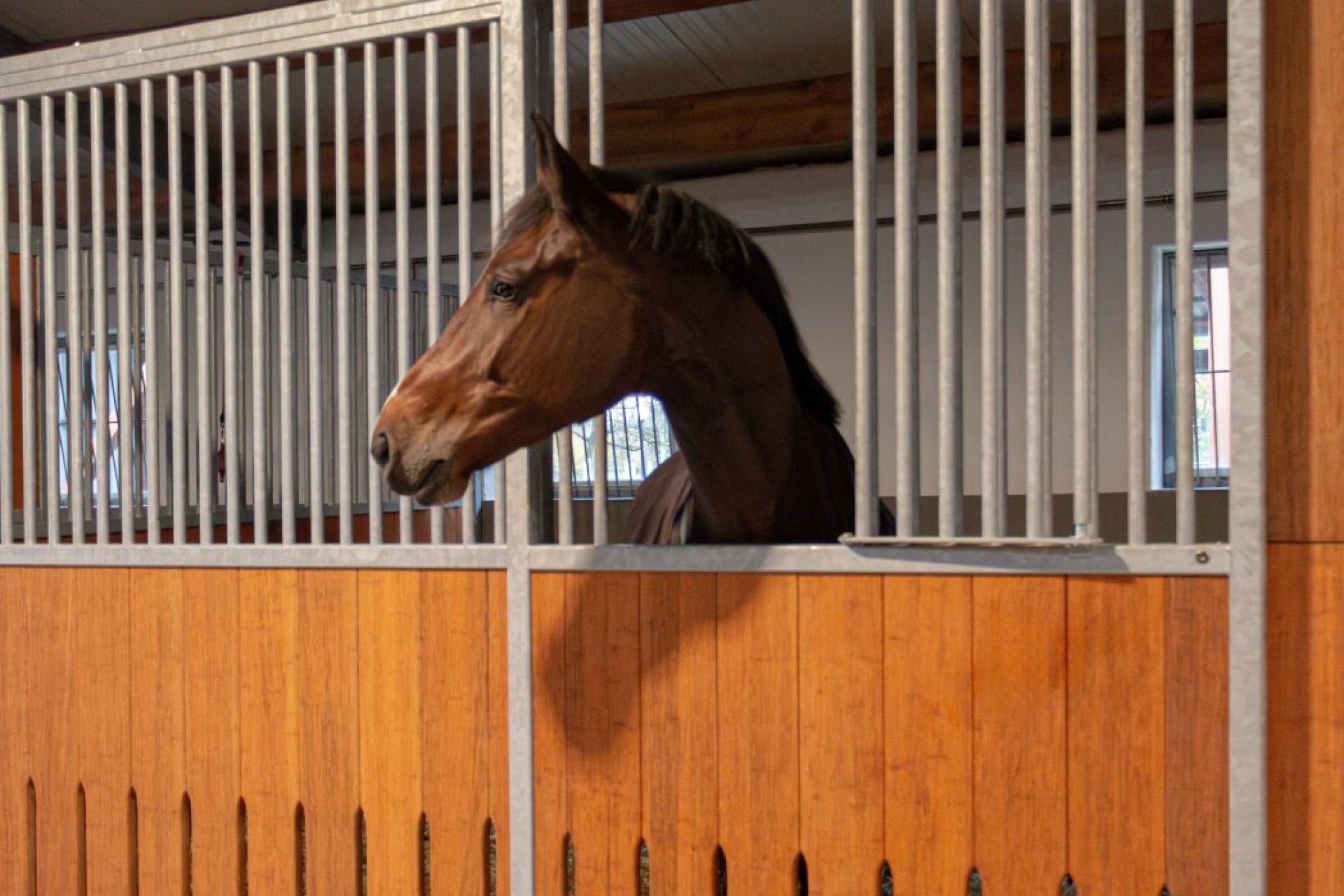 Cheval regardant depuis un box moderne dans le système modulaire de l’écurie de dressage Knoll