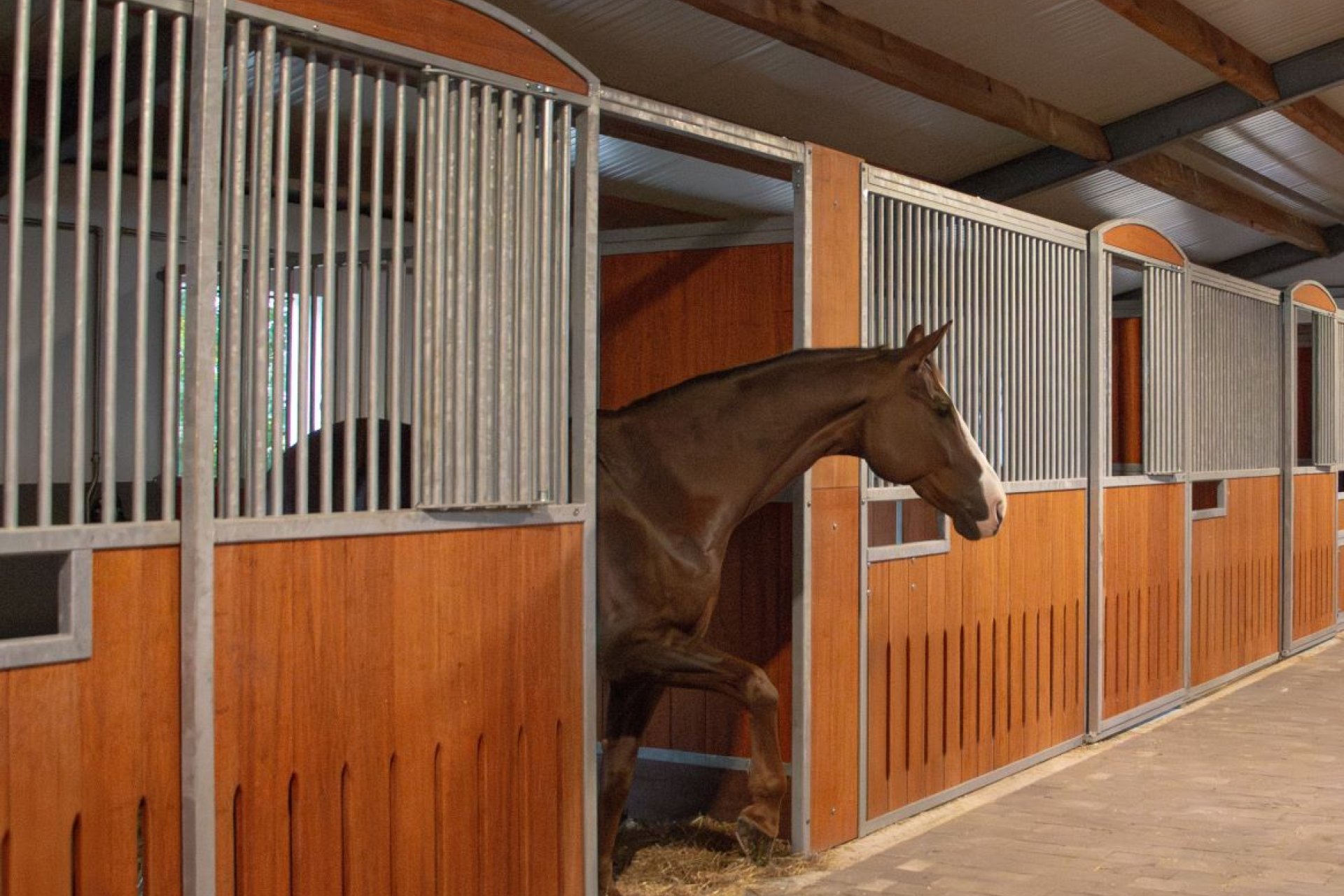 Cheval regardant depuis un box moderne dans le système modulaire de l’écurie de dressage Knoll