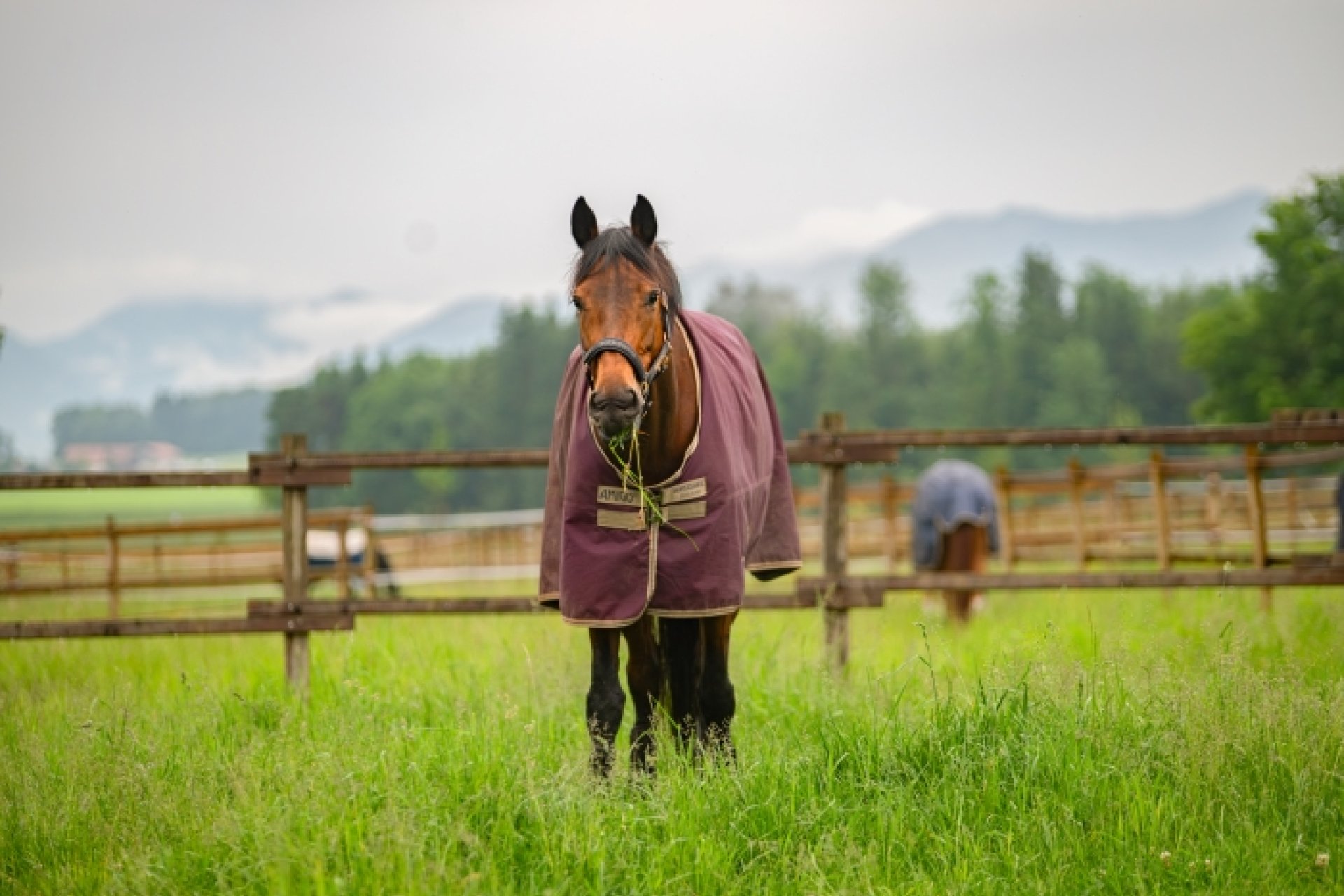 Horses standing in the pasture in Aubenhausen