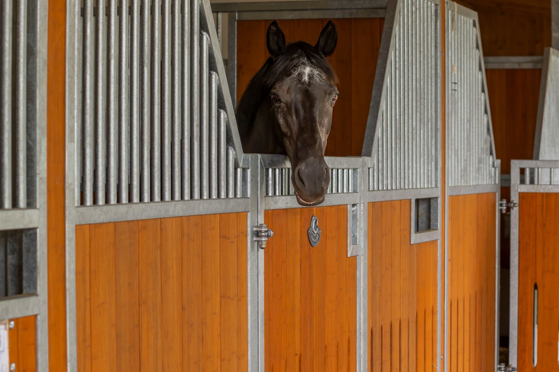 Box à cheval dans l’écurie Frese avec un cheval qui regarde dehors.