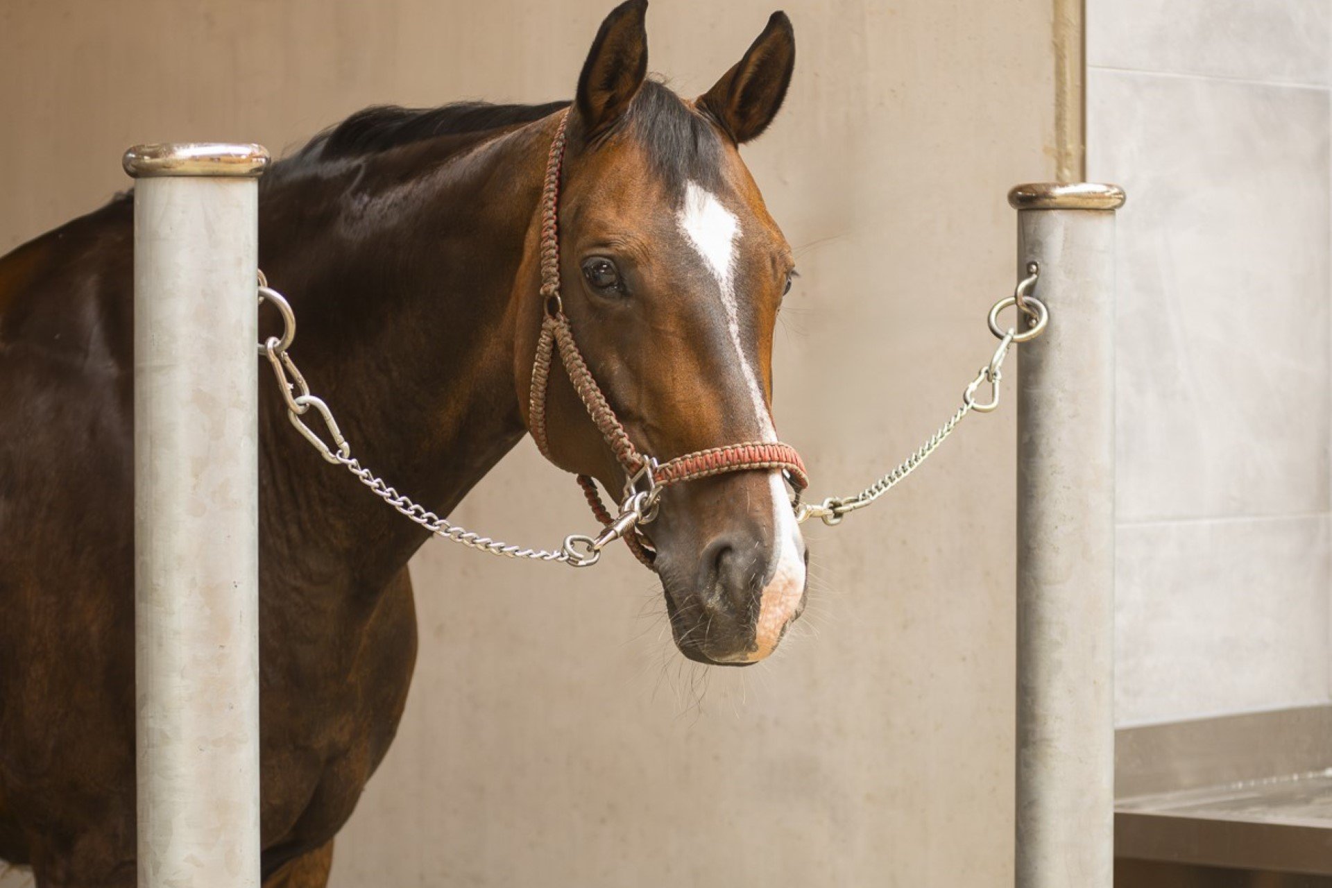 Un cheval se tient dans l’aire de lavage Pure de l’écurie Frese.