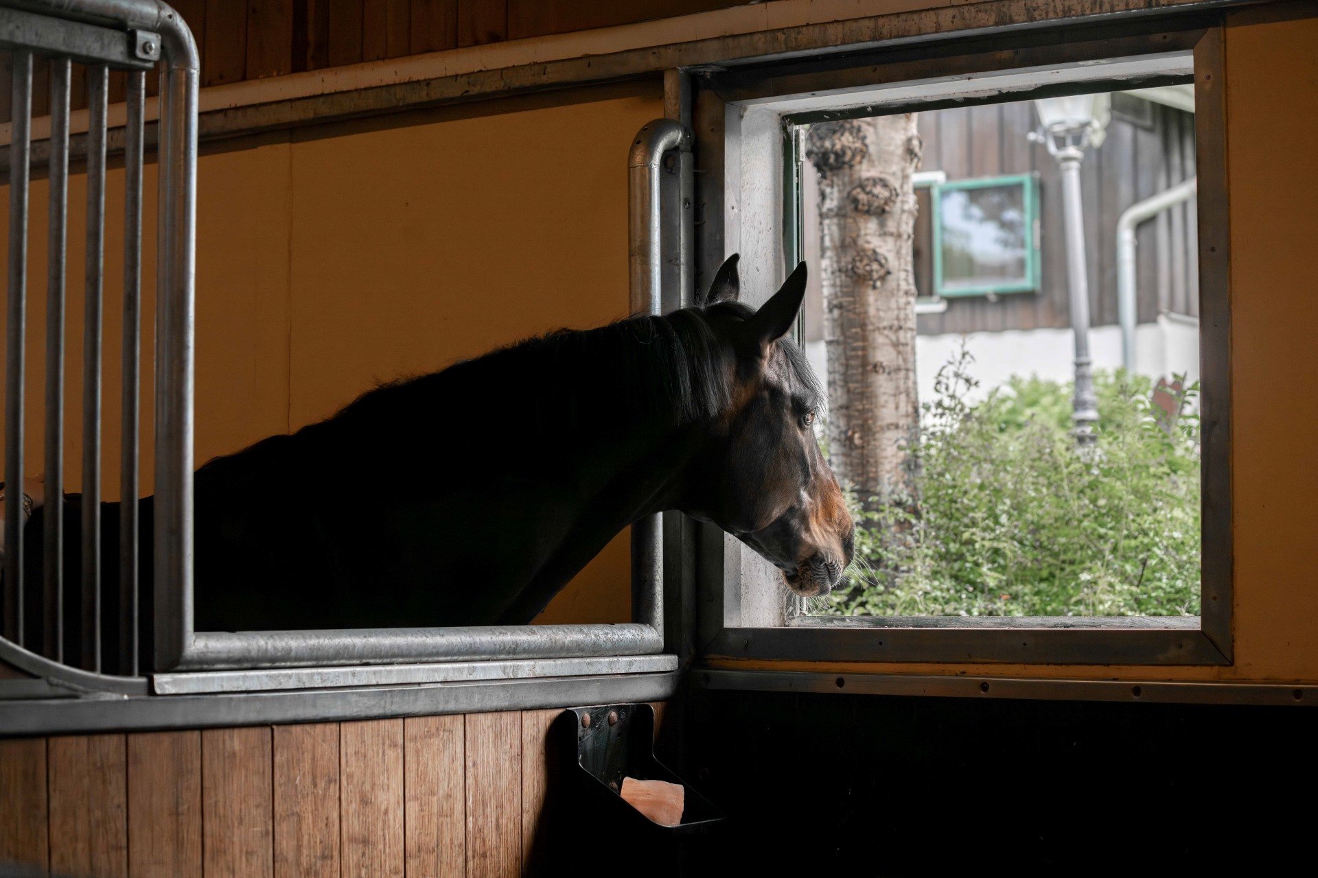Horse looks out of the window through the social contact partition