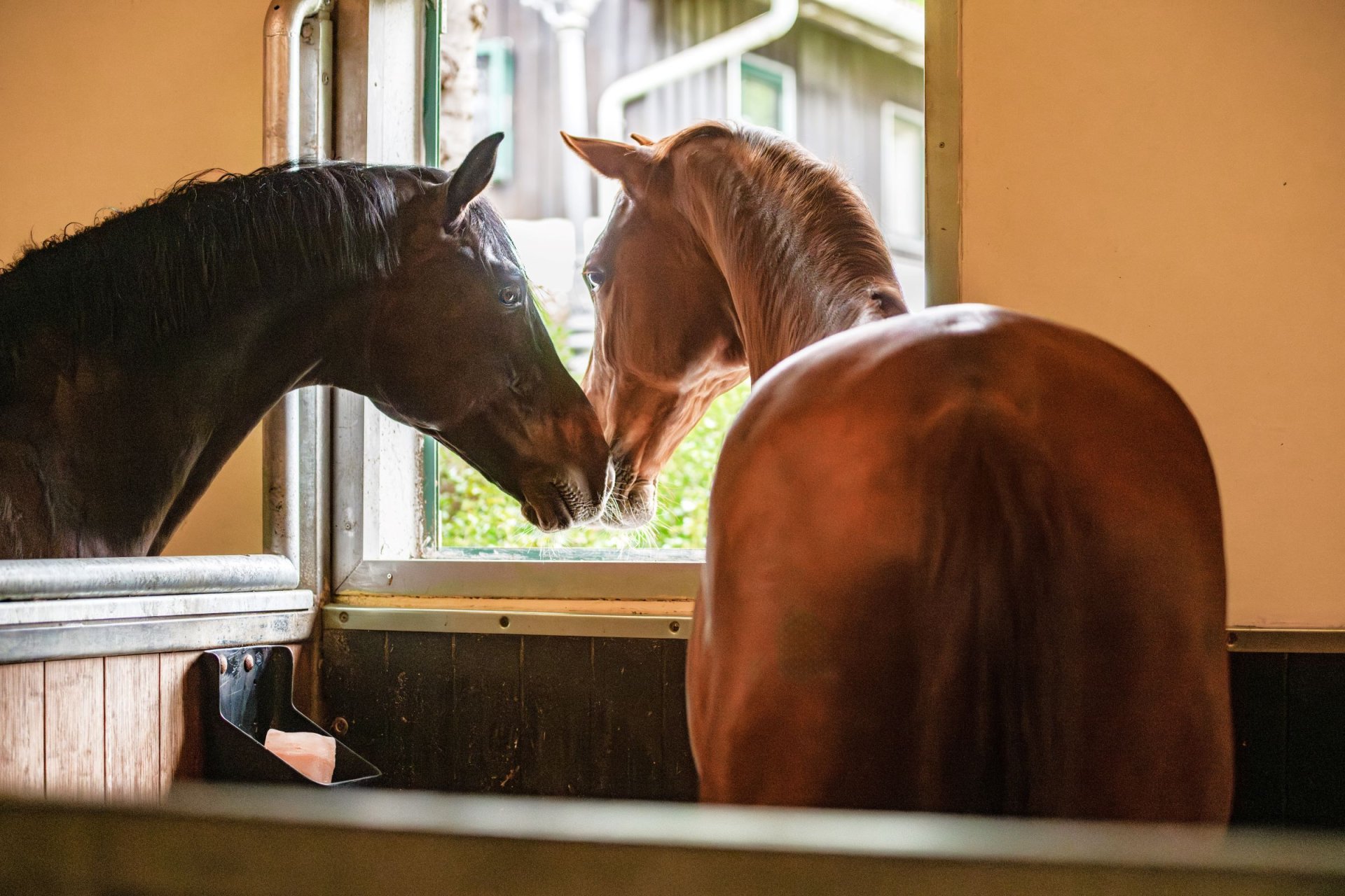 Horses in their stalls in Aubenhausen maintain social contact