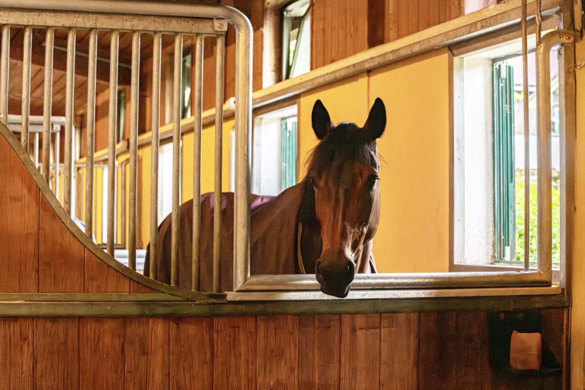 The horse looks through the social contact partition into the neighboring stall.