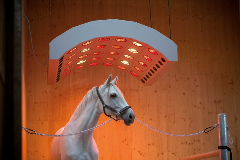 Röwer & Rüb Solarium Deluxe in weiß in Betrieb mit Pferd