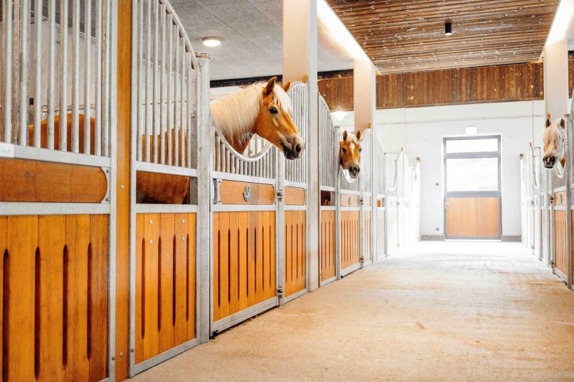 Stable lane with horse stall Amsterdam Haflinger looking out of the stalls