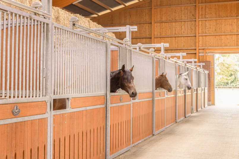 Horses look out onto the stable lane from horse stalls Verden