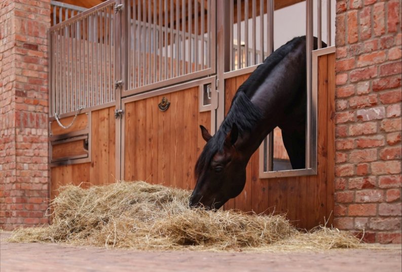 Cheval noir mangeant du foin à travers une grille d’alimentation dans un box avec mur en briques