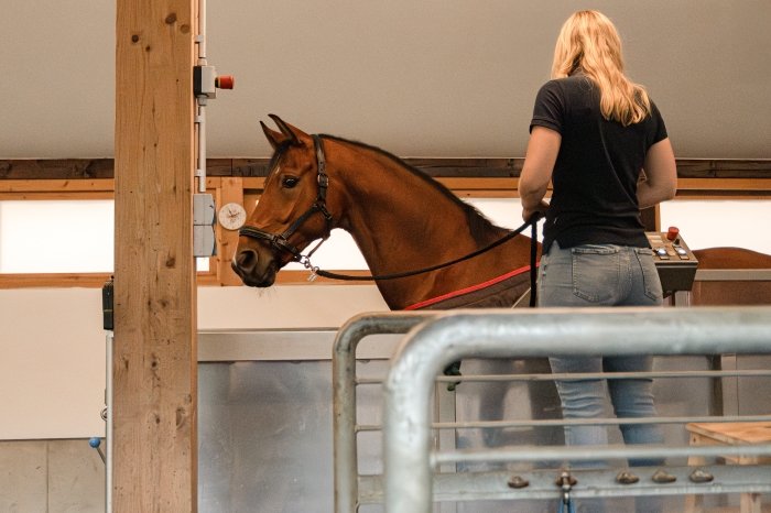 Horse in the aquatrainer in Aubenhausen