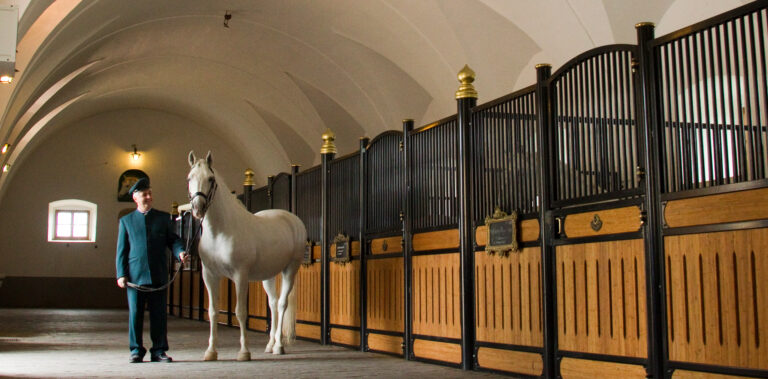 lipizzaner51064.jpg