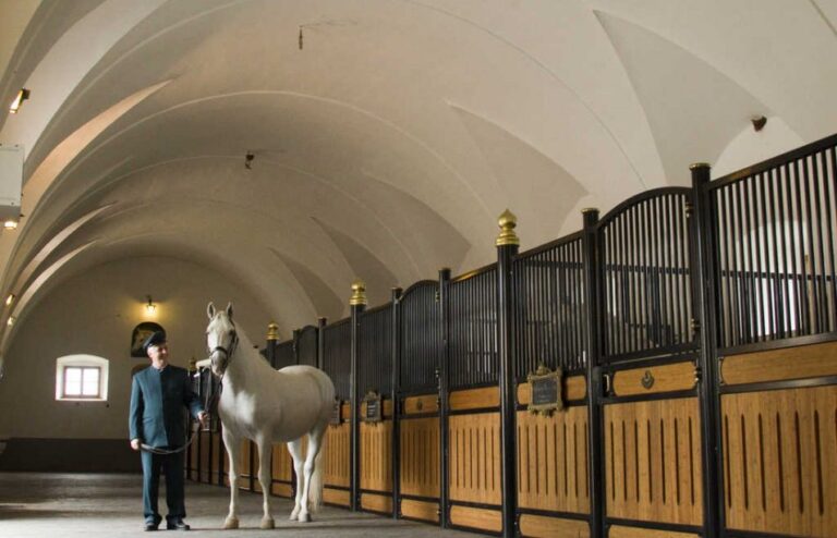 lipizzaner51064_0