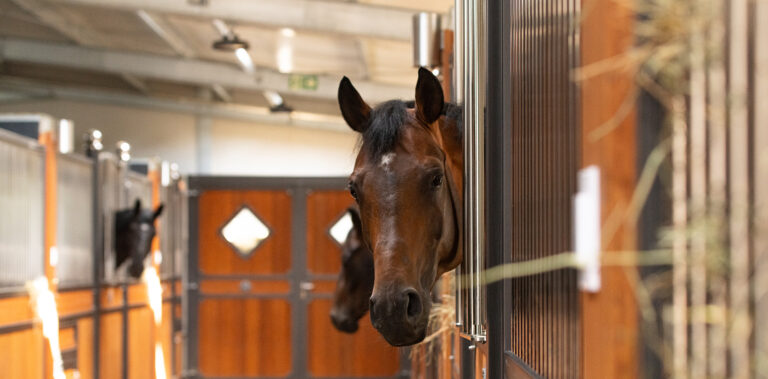 crown-stable-stallgasse-pferde
