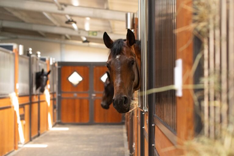 crown-stable-stallgasse-pferde