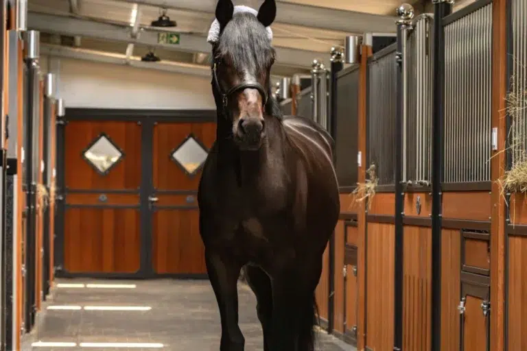 crown stables stalleinrichtung edles pferd 2