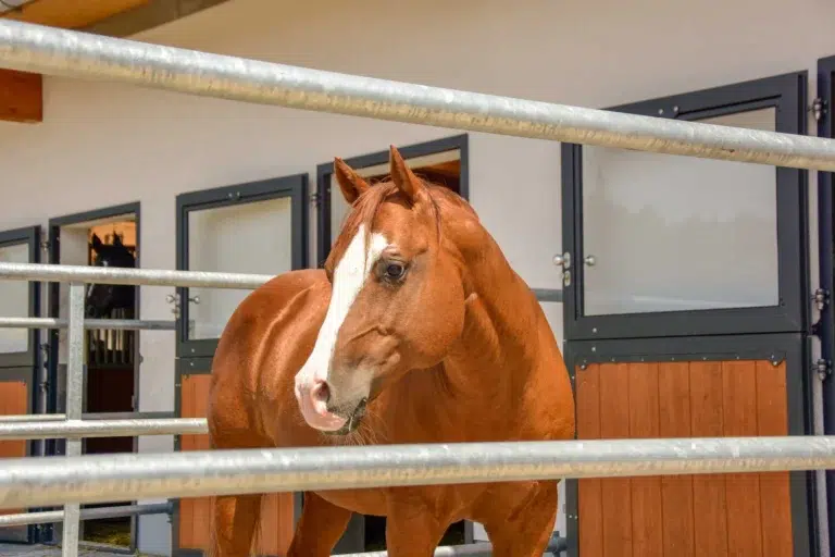 roewer rueb paddocks content M000094390