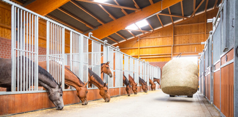 laufstall pferde fuettern stallgasse