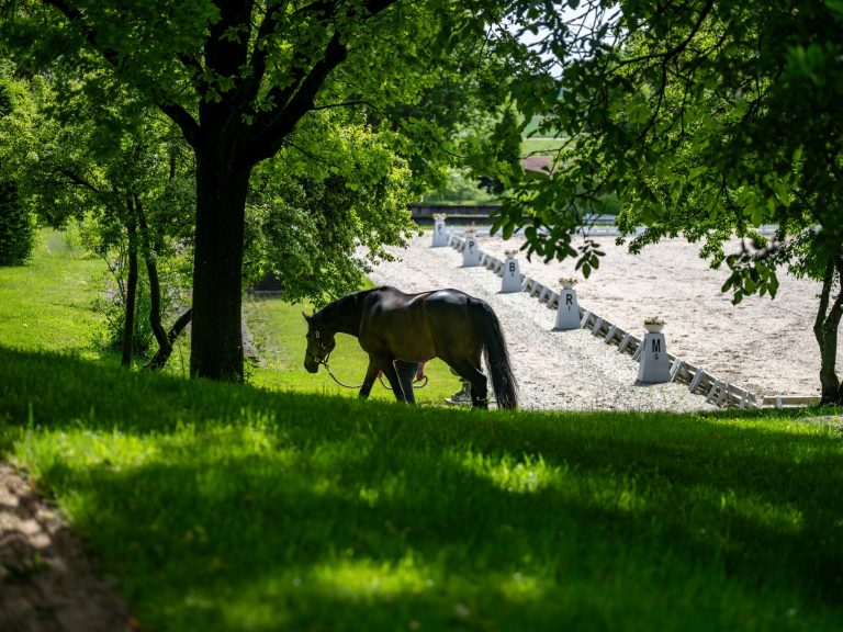 Werndl Aubenhausen Pferd wird in der Natur geführt