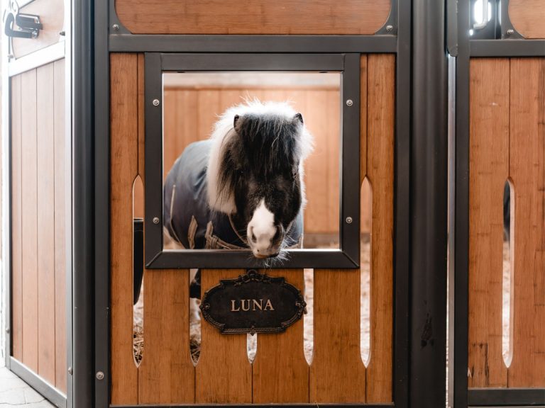 Ponybox im Gestüt Neugschwent
