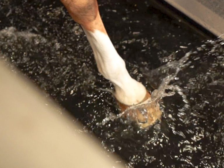 Detailaufnahme eines Pferdebeins, dass im Aquatrainer läuft